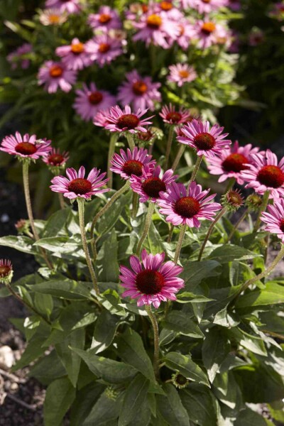 Rudbeckie pourpre Echinacea purpurea 'Little Magnus' 5-10 pot P9 Echinacea purpurea 'Little Magnus'