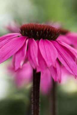 Rudbeckie pourpre Echinacea purpurea 'Rubinstern' 5-10 pot P9 Echinacea purpurea 'Rubinstern'
