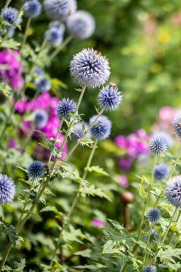 Boule azurée Echinops bannaticus 'Blue Globe' 5-10 pot P9 Echinops bannaticus 'Blue Globe'