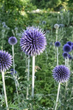 Chardon boule Echinops bannaticus 5-10 pot P9 Echinops bannaticus