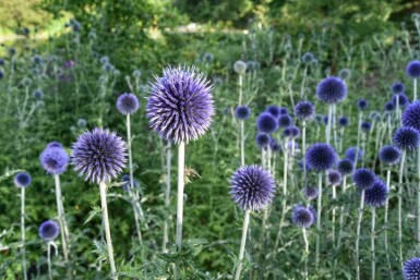 Chardon boule Echinops bannaticus 5-10 pot P9 Echinops bannaticus