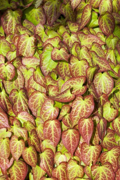 Fleur des elfes Epimedium grandiflorum 5-10 pot P9 Epimedium grandiflorum