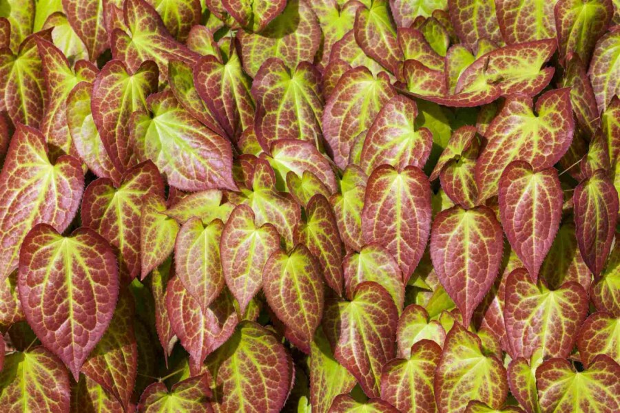 Fleur des elfes Epimedium grandiflorum 5-10 pot P9 Epimedium grandiflorum