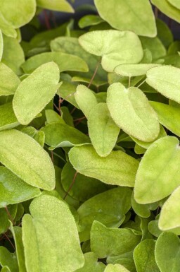 Aile de fée Epimedium rubrum 5-10 pot P9 Epimedium rubrum