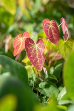 Fleur des elfes Epimedium versicolor 'Sulphureum' 5-10 pot P9 Epimedium versicolor 'Sulphureum'