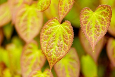 Fleur des elfes Epimedium versicolor 'Sulphureum' 5-10 pot P9 Epimedium versicolor 'Sulphureum'