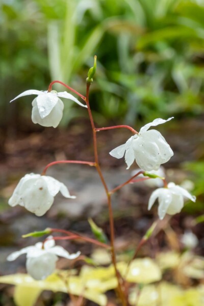 Fleur des elfes Epimedium youngianum 'Niveum' 5-10 pot P9 Epimedium youngianum 'Niveum'