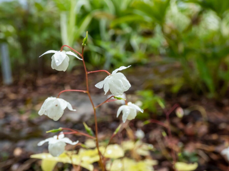 Fleur des elfes Epimedium youngianum 'Niveum' 5-10 pot P9 Epimedium youngianum 'Niveum'