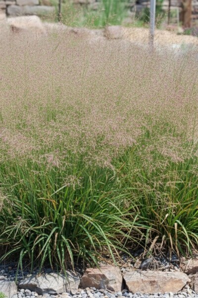 Éragrostide superbe Eragrostis spectabilis 5-10 pot P9 Eragrostis spectabilis