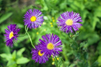 Vergerette Erigeron 'Dunkelste Aller' 5-10 pot P9 Erigeron 'Dunkelste Aller'