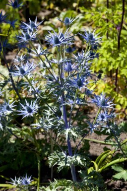 Chardon bleu des pyrénées Eryngium bourgatii 5-10 pot P9 Eryngium bourgatii