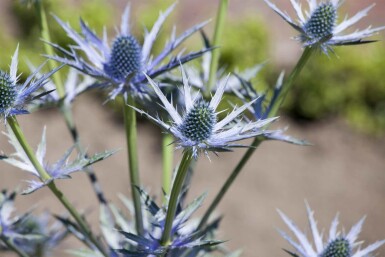 Chardon bleu des pyrénées Eryngium bourgatii 5-10 pot P9 Eryngium bourgatii