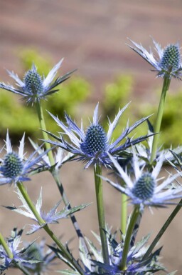 Eryngium bourgatii