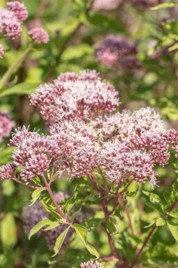 Eupatoire à feuilles de chanvre Eupatorium cannabinum 5-10 pot P9 Eupatorium cannabinum