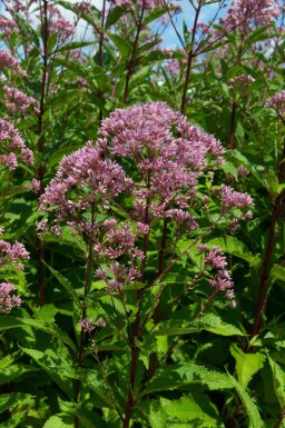 Herbe des marais Eupatorium maculatum 'Purple Bush' 5-10 pot P9 Eupatorium maculatum 'Purple Bush'