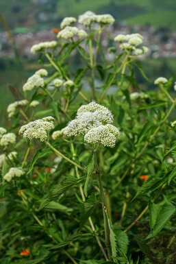 Eupatoire perfoliée Eupatorium perfoliatum 5-10 pot P9 Eupatorium perfoliatum