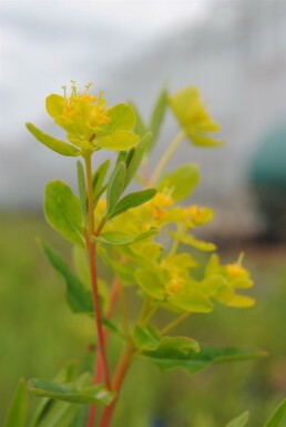 Euphorbe des marais Euphorbia palustris 5-10 pot P9 Euphorbia palustris