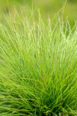 Fétuque améthyste Festuca amethystina 5-10 pot P9 Festuca amethystina