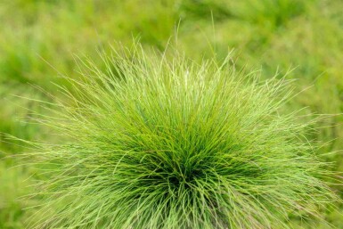 Fétuque améthyste Festuca amethystina 5-10 pot P9 Festuca amethystina