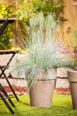 Fétuque bleue Festuca glauca 'Intense Blue' 5-10 pot P9 Festuca glauca 'Intense Blue'