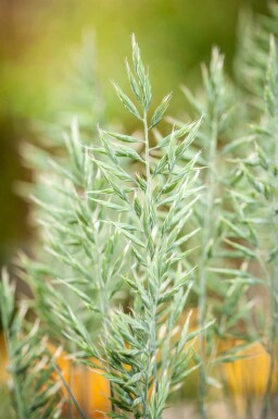 Fétuque bleue Festuca glauca 'Intense Blue' 5-10 pot P9 Festuca glauca 'Intense Blue'