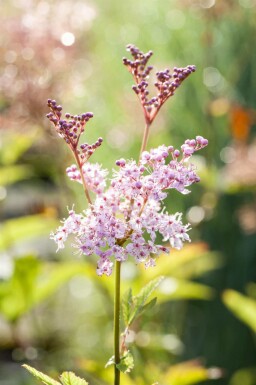 Filipendule rouge Filipendula rubra 'Venusta' 5-10 pot P9 Filipendula rubra 'Venusta'
