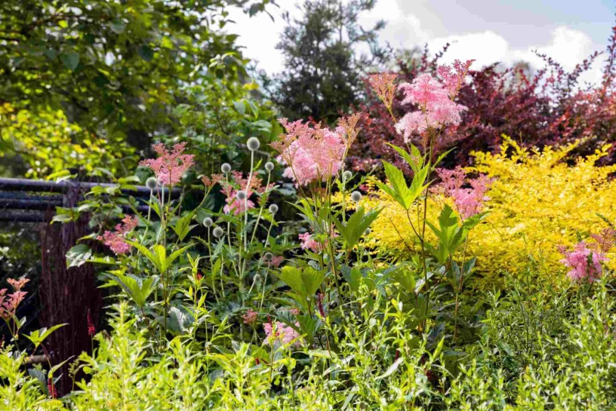 Filipendule rouge Filipendula rubra 'Venusta' 5-10 pot P9 Filipendula rubra 'Venusta'