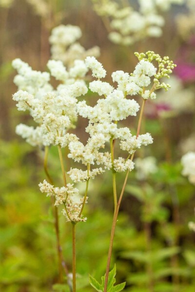 Barbe de chèvre Filipendula ulmaria 5-10 pot P9 Filipendula ulmaria