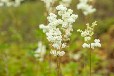 Barbe de chèvre Filipendula ulmaria 5-10 pot P9 Filipendula ulmaria