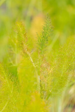 Fenouil Foeniculum vulgare 5-10 pot P9 Foeniculum vulgare