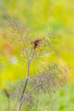 Fenouil sauvage Foeniculum vulgare 'Purpureum' 5-10 pot P9 Foeniculum vulgare 'Purpureum'