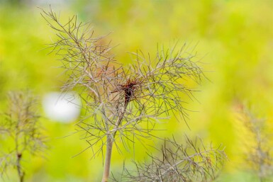 Fenouil sauvage Foeniculum vulgare 'Purpureum' 5-10 pot P9 Foeniculum vulgare 'Purpureum'