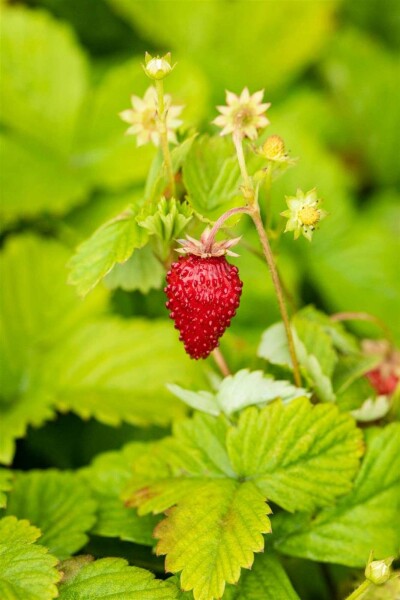 Fraise des bois Fragaria vesca var. Vesca 5-10 pot P9 Fragaria vesca var. Vesca