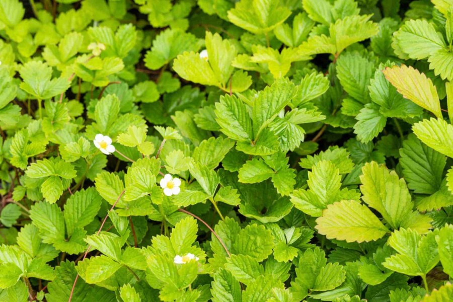 Fraise des bois Fragaria vesca var. Vesca 5-10 pot P9 Fragaria vesca var. Vesca