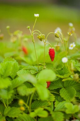 Fraise des bois Fragaria vesca var. Vesca 5-10 pot P9 Fragaria vesca var. Vesca