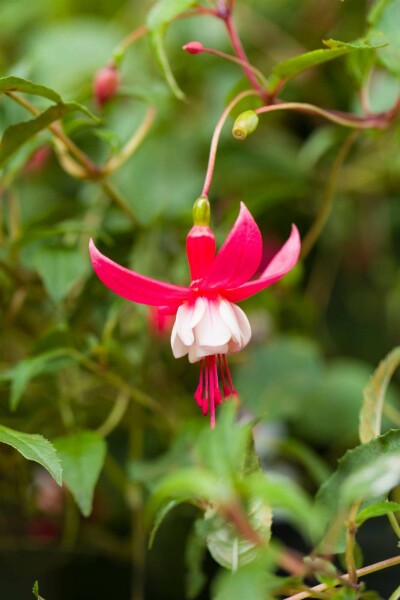 Fuchsia rustique Fuchsia magellanica 'Madame Cornelissen' 5-10 pot P9 Fuchsia magellanica 'Madame Cornelissen'