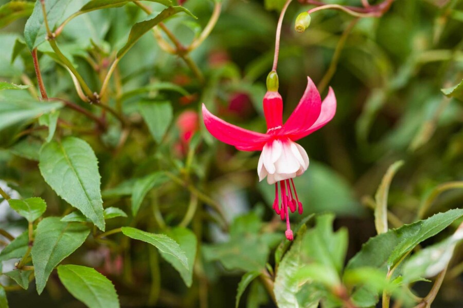 Fuchsia rustique Fuchsia magellanica 'Madame Cornelissen' 5-10 pot P9 Fuchsia magellanica 'Madame Cornelissen'