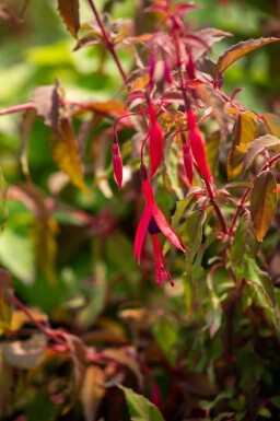 Fuchsia de magellan Fuchsia magellanica 'Riccartonii' 5-10 pot P9 Fuchsia magellanica 'Riccartonii'