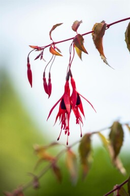Fuchsia de magellan Fuchsia magellanica 'Riccartonii' 5-10 pot P9 Fuchsia magellanica 'Riccartonii'