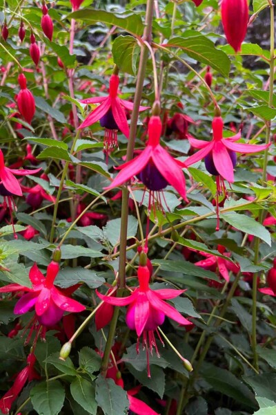 Goutte de sang Fuchsia magellanica 'Mrs. Popple' 5-10 pot P9 Fuchsia magellanica 'Mrs. Popple'