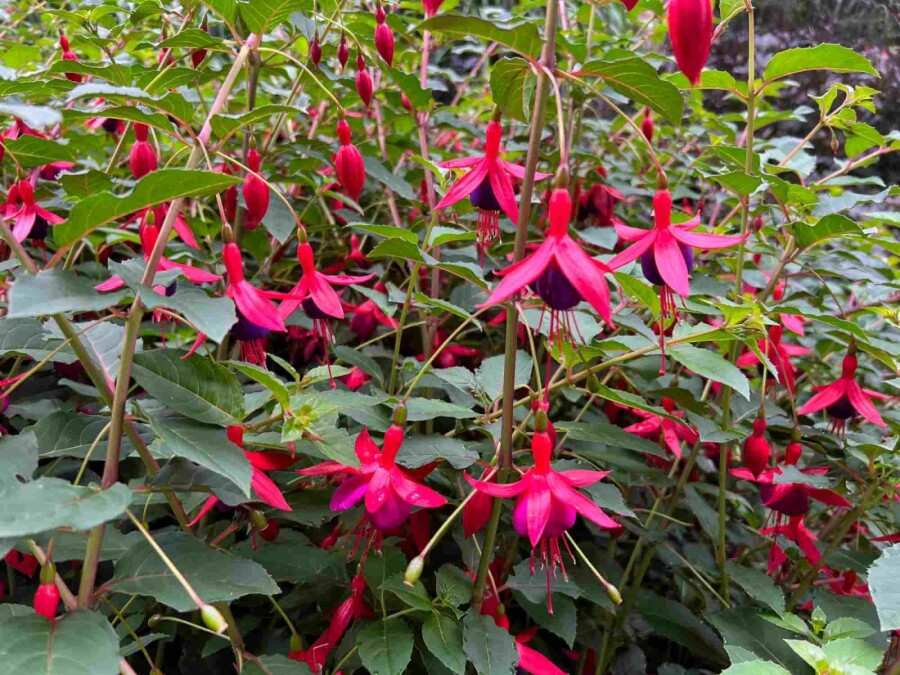 Goutte de sang Fuchsia magellanica 'Mrs. Popple' 5-10 pot P9 Fuchsia magellanica 'Mrs. Popple'