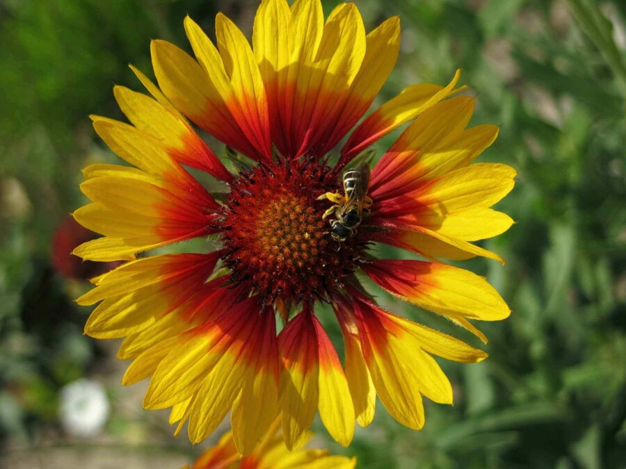 Gaillarde vivace 'Bremen' Gaillardia grandiflora 'Bremen' 5-10 pot P9 Gaillardia grandiflora 'Bremen'