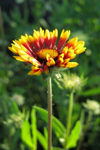 Gaillarde vivace 'Bremen' Gaillardia grandiflora 'Bremen' 5-10 pot P9 Gaillardia grandiflora 'Bremen'