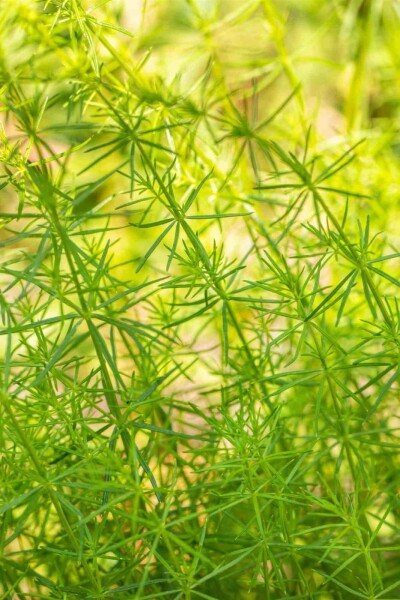 Galium verum