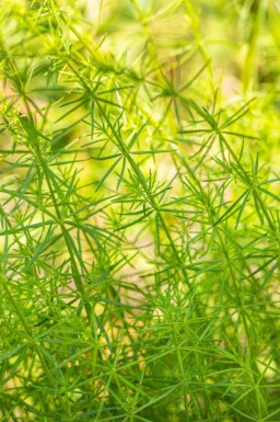 Galium verum