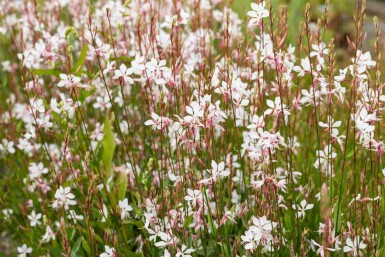 Fleur papillon Gaura lindheimeri 5-10 pot P9 Gaura lindheimeri