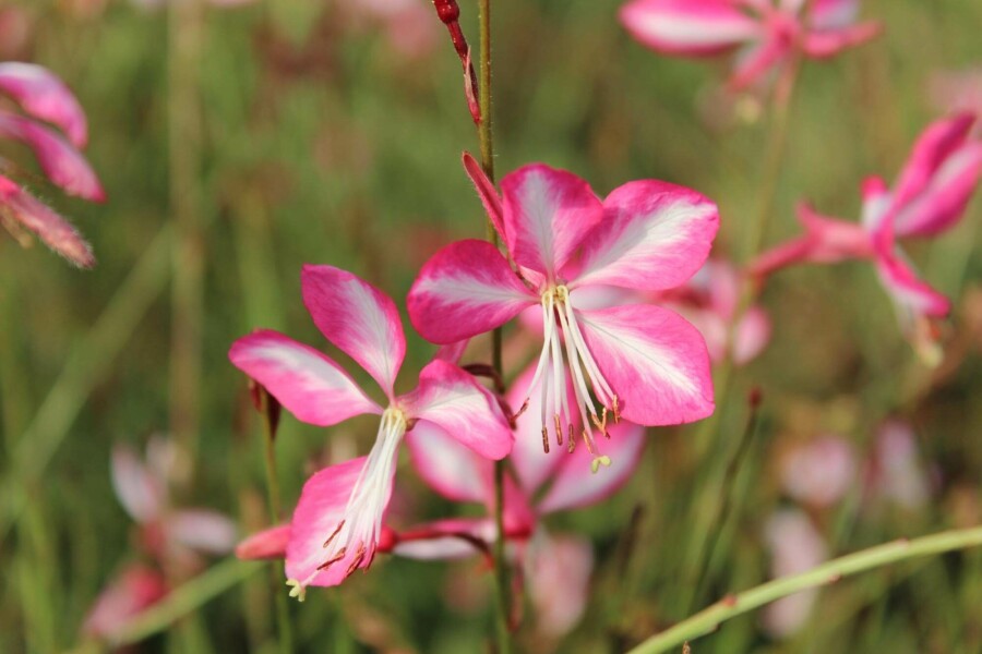 Gaura de Lindheimer Gaura lindheimeri 'Rosy Jane' 5-10 pot P9 Gaura lindheimeri 'Rosy Jane'