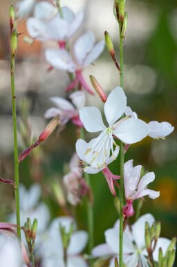Gaura lindheimeri 'Short Form'
