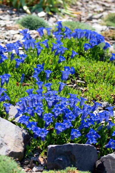 Gentiane acaule Gentiana acaulis 5-10 pot P9 Gentiana acaulis