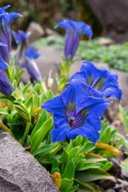 Gentiana acaulis
